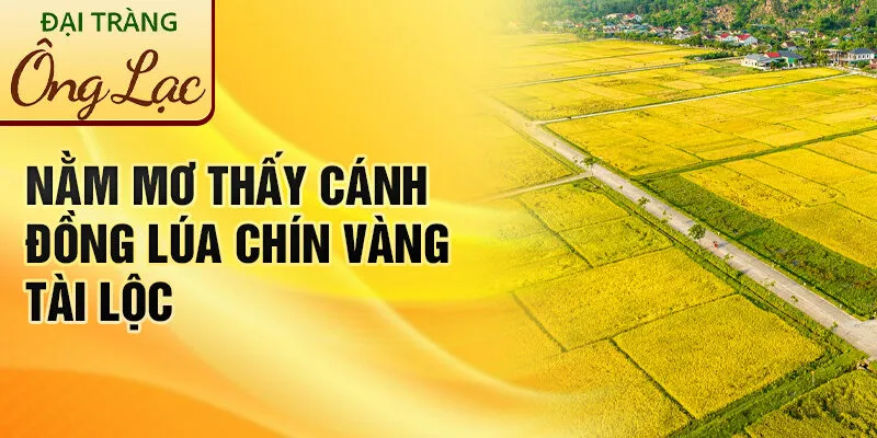 Nằm Mơ Thấy Cánh Đồng: Khám Phá Giải Mã Bí Ẩn 2 Nằm mơ thấy cánh đồng lúa chín vàng tài lộc