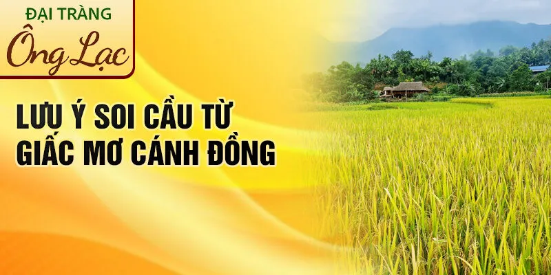 Nằm Mơ Thấy Cánh Đồng: Khám Phá Giải Mã Bí Ẩn 4 Lưu ý soi cầu từ giấc mơ cánh đồng