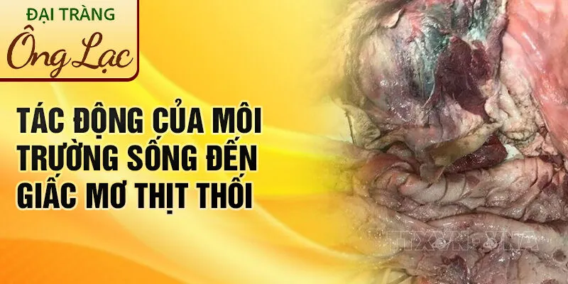 Nằm Mơ Thấy Thịt Thối: Bí Ẩn Từ Giấc Mơ Kỳ Lạ 4 Tác động của môi trường sống đến giấc mơ thịt thối